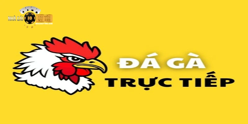 Danh sách những trang đá gà trực tiếp uy tín nhất